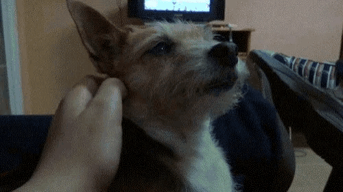 Clapa Cute Dog GIF - Clapa Cute Dog Perro GIFs