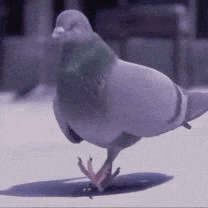 a pigeon is standing on its hind legs on a table .