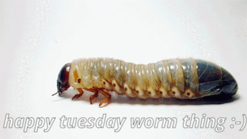 Worm Thing GIF - Worm Thing GIFs