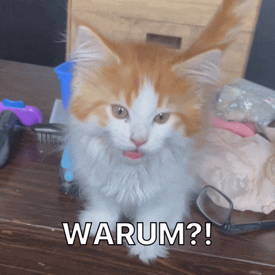 a fluffy orange and white cat is sitting on a table with the word warum written on it