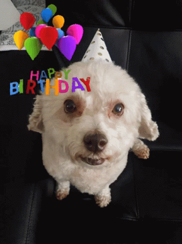Minji Birthday Dog Poddle Hzppybirthday Happybirthday Bday GIF - Minji Birthday Dog Poddle Hzppybirthday Happybirthday Bday GIFs