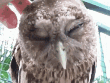 a close up of an owl with its eyes closed and a person petting it .