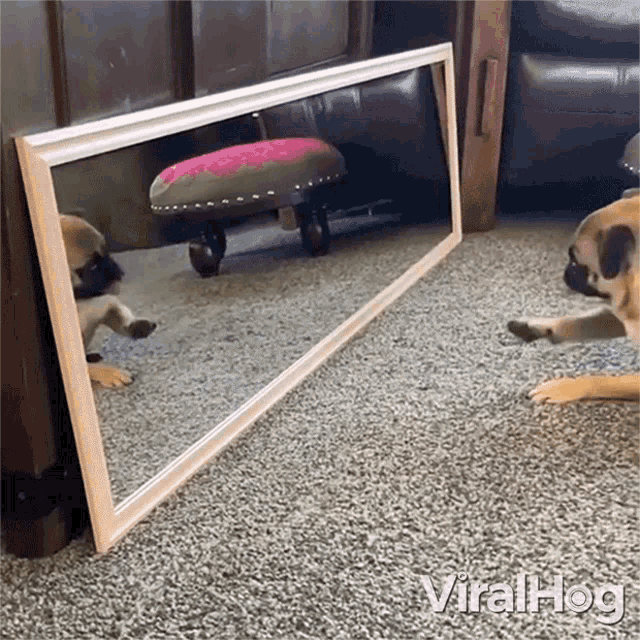 Playing On The Mirror Viralhog GIF - Playing On The Mirror Viralhog Dog Reflection In The Mirror GIFs