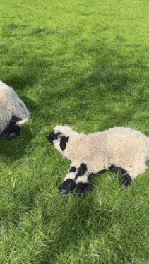 a black and white sheep laying down in the grass