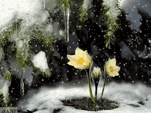 a snowy scene with flowers and icicles and the word dani on the bottom