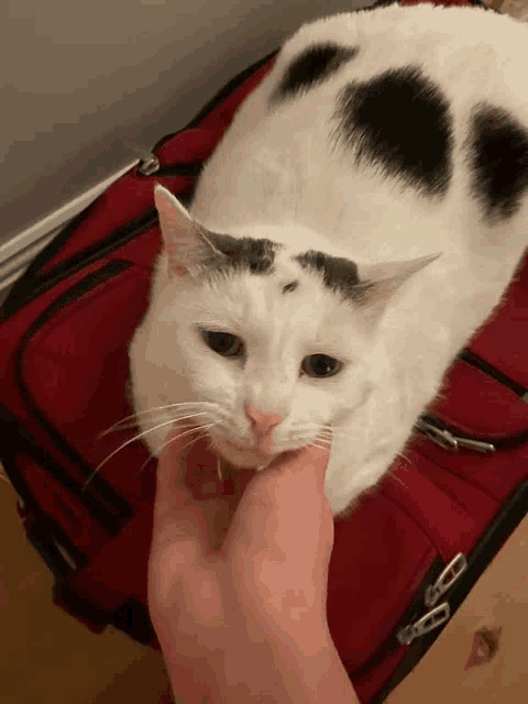 a person petting a white cat with black spots