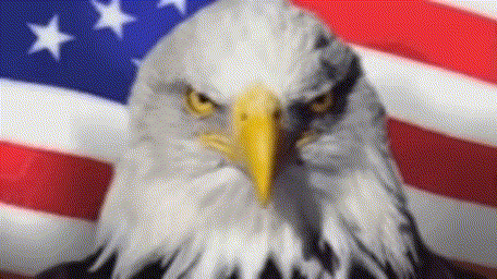 a bald eagle is standing in front of a flag