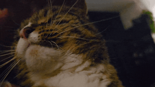 a close up of a cat 's face with a lot of whiskers