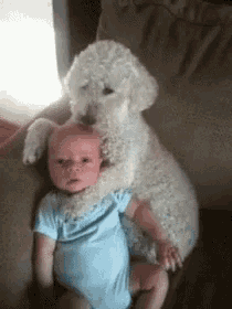 a baby is sitting on a couch with a dog on his head