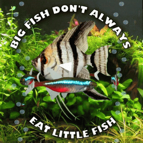Big Fish Eat Little Fish Angel Fish GIF - Big Fish Eat Little Fish Angel Fish Neon Tetras GIFs