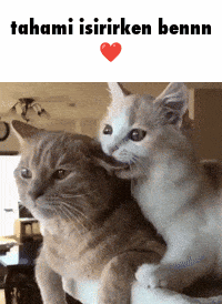 two cats are sitting next to each other with a heart above them that says tahami isirirken bennn