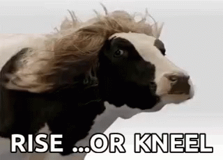 Cow Riseor Kneel GIF - Cow Riseor Kneel GIFs