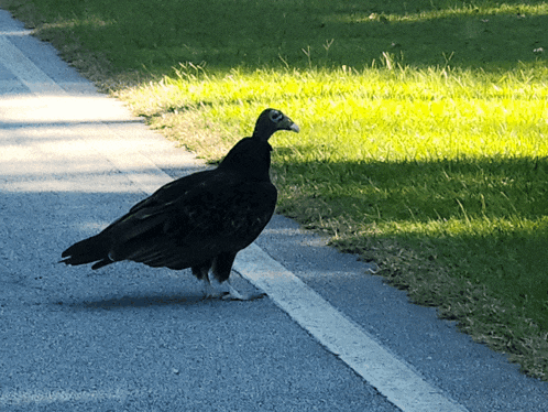a black bird with a yellow beak is walking on a road
