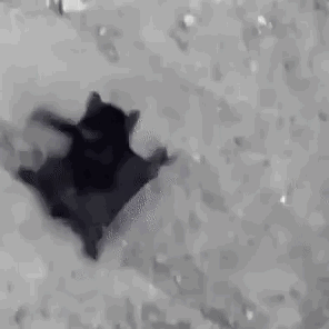 Crawling Baby GIF - Crawling Baby Bat GIFs