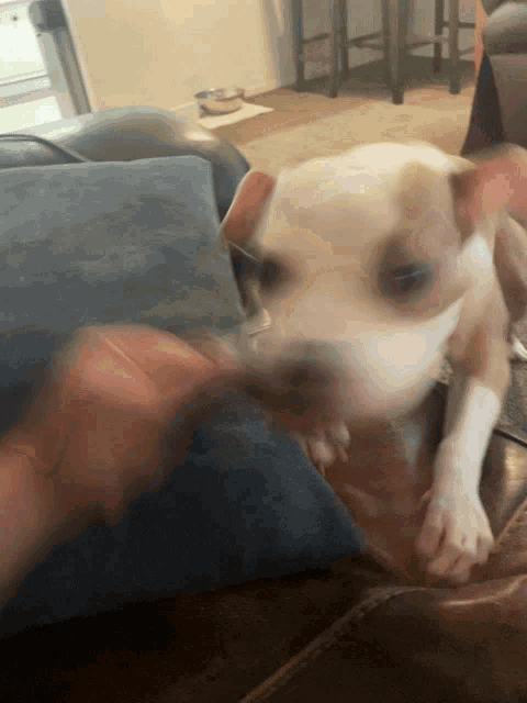 a brown and white dog laying on a couch with a blue pillow