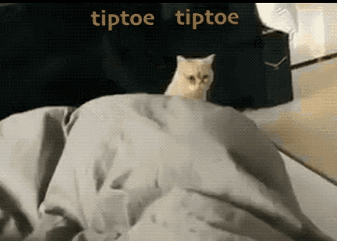 Tiptoe Kitty GIF - Tiptoe Kitty Bed GIFs
