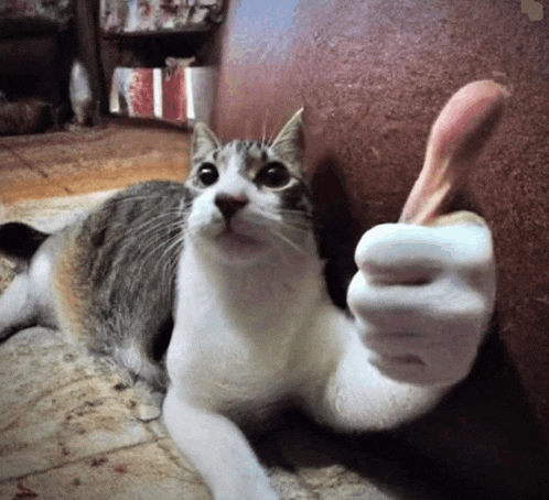 a cat laying on the floor giving a thumbs up sign
