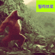 a picture of a gorilla with a green sticker that says ' korean ' on it
