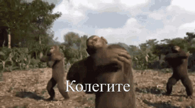 a group of monkeys dancing in a field with the word kolegite on the bottom right