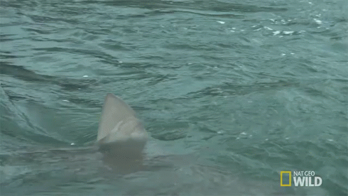 Fin In The Water GIF - Shark Shark Fest Nat Geo Wild GIFs