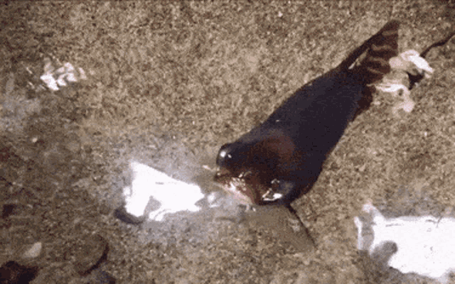 a fish with a red tail is swimming in a body of water
