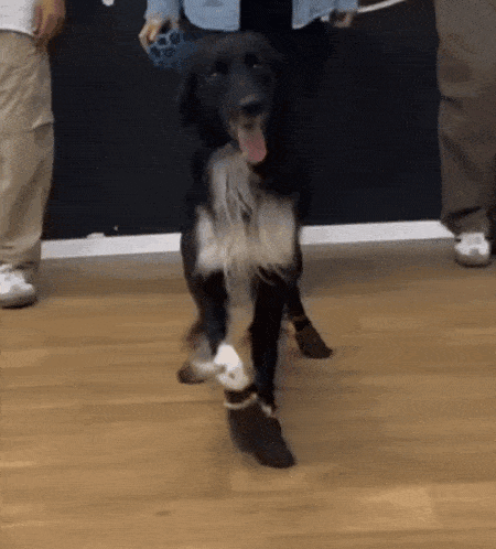 a black and white dog wearing a bandage on its leg