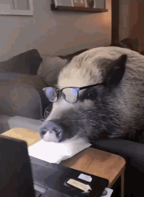 a pig wearing glasses is sitting on a couch