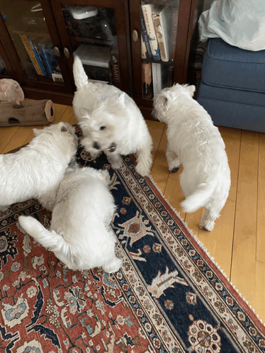 Westies GIF - Westies GIFs