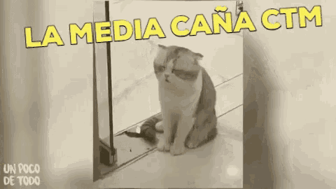 Funny Animals Gatoborracho GIF - Funny Animals Gatoborracho Cat GIFs