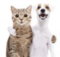 a dog and a cat are hugging each other on a white background .