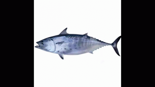 Tunari Tuna GIF - Tunari Tuna GIFs