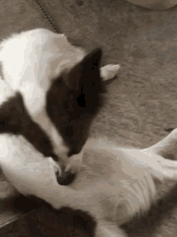 two dogs are playing with each other on a concrete surface