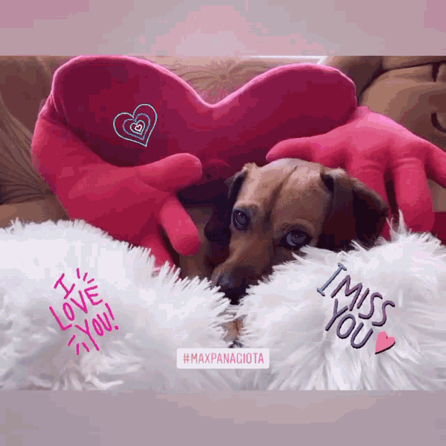 a dachshund laying on a couch next to a pink heart shaped pillow that says i love you