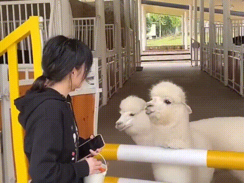 a woman is feeding two alpacas from a bucket .