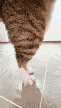a close up of a cat 's tail and paws
