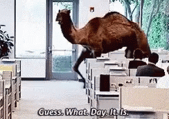 Humpday Camel GIF