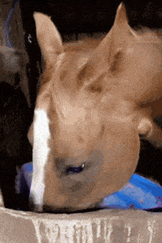 a close up of a horse 's head with a white nose