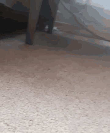 Meow Cat GIF - Meow Cat Hiding GIFs