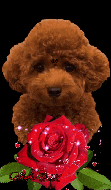 a picture of a poodle next to a red rose with the name a.c. on its face