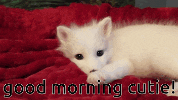 a white kitten is laying on a red blanket with the words good morning cutie below it