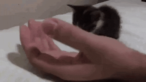 a person is holding a kitten in their hand .