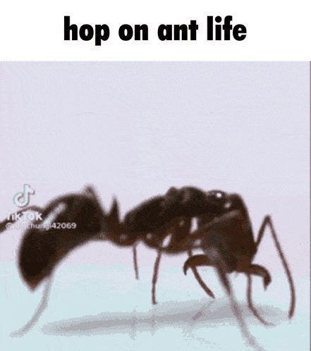Hop On Ant Life Roblox Ant Life GIF - Hop On Ant Life Ant Life Roblox Ant Life GIFs