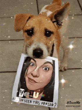 a brown and white dog holding a piece of paper with a picture of a woman on it that says " have you seen this person "