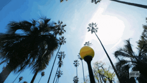 looking up at palm trees with a bravo logo on the bottom right