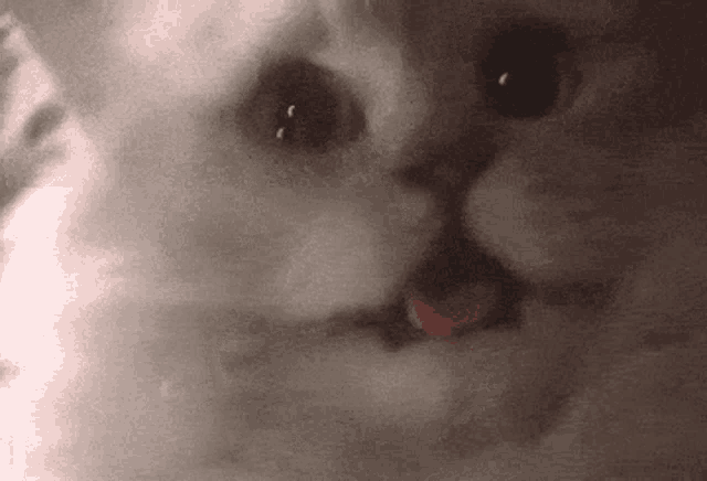 a close up of a cat 's face with its tongue hanging out