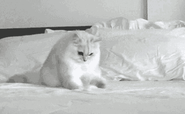 a black and white photo of a cat laying on a bed with a watermark that says ' pugmoo ' on it