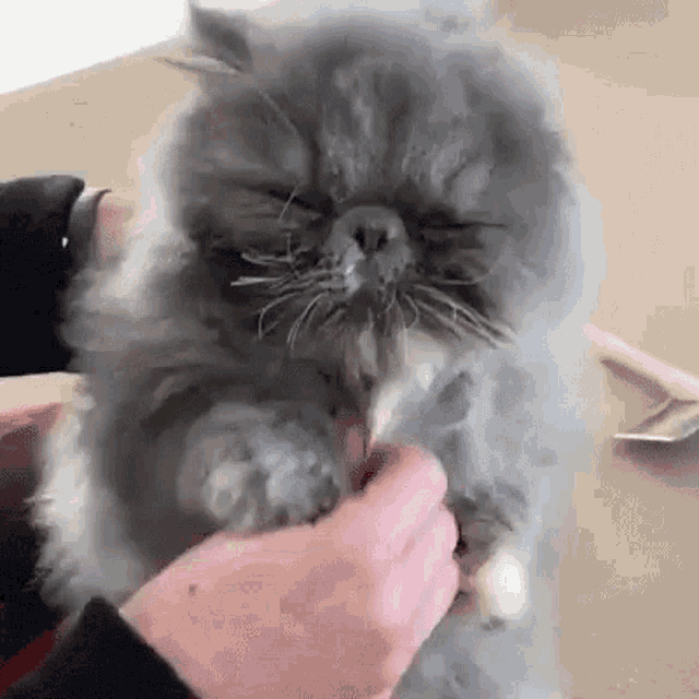 Purring Squishy GIF - Purring Squishy Cat GIFs