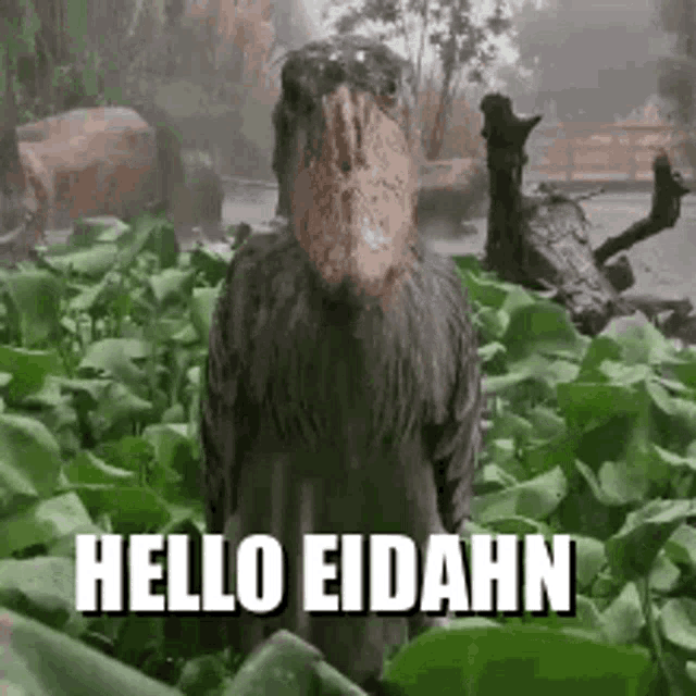 Hello Eidahn GIF - Hello Eidahn GIFs