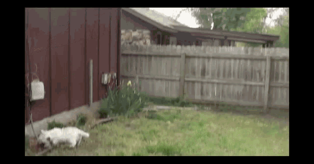 a white dog is laying in the grass in front of a fence