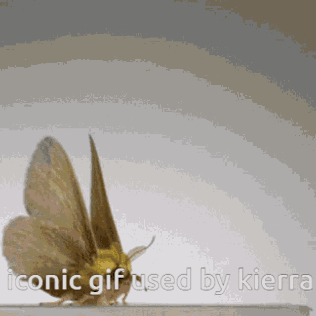 Kierra Iconic GIF - Kierra Iconic GIFs